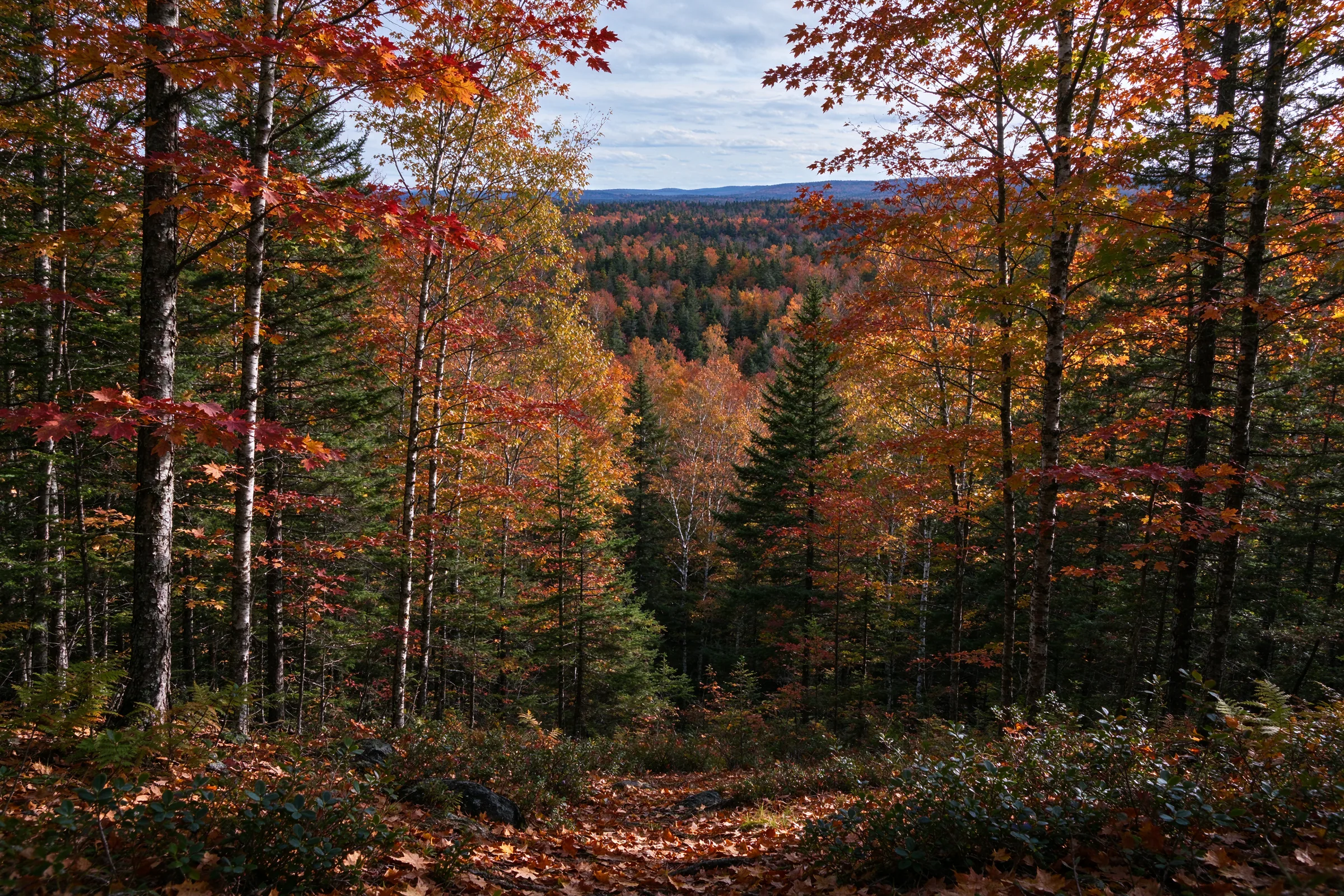 The Maine Woods Maine